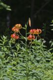 Turk's-cap Lily, Lilium superbum