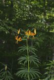 Turk's-cap Lily, Lilium superbum