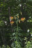 Turk's-cap Lily, Lilium superbum