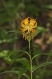 Turk's-cap Lily, Lilium superbum