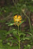 Turk's-cap Lily, Lilium superbum