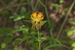 Turk's-cap Lily, Lilium superbum