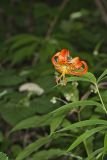 Turk's-cap Lily, Lilium superbum