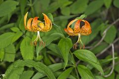 Turk's-cap Lily, Lilium superbum