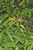 Turk's-cap Lily, Lilium superbum