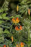 Turk's-cap Lily, Lilium superbum