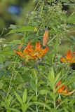 Turk's-cap Lily, Lilium superbum