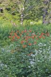 Turk's-cap Lily, Lilium superbum