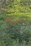 Turk's-cap Lily, Lilium superbum