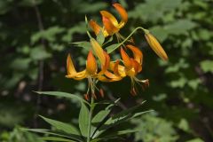 Turk's-cap Lily, Lilium superbum
