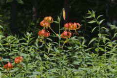 Turk's-cap Lily, Lilium superbum