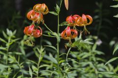 Turk's-cap Lily, Lilium superbum