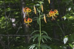 Turk's-cap Lily, Lilium superbum