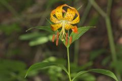 Turk's-cap Lily, Lilium superbum