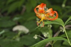 Turk's-cap Lily, Lilium superbum