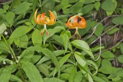 Turk's-cap Lily, Lilium superbum