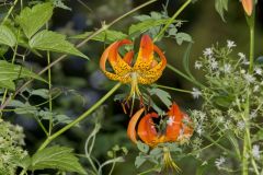Turk's-cap Lily, Lilium superbum