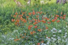 Turk's-cap Lily, Lilium superbum