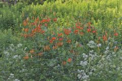 Turk's-cap Lily, Lilium superbum