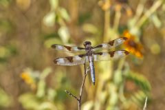 Twelve-spotted Skimmer, Libellula pulchella