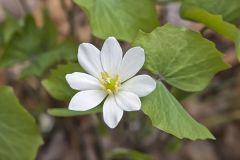 Twinleaf