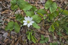 Twinleaf, Jeffersonia diphylla