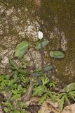 Twinleaf, Jeffersonia diphylla