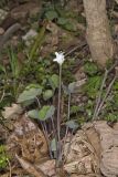 Twinleaf, Jeffersonia diphylla