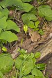Twinleaf, Jeffersonia diphylla