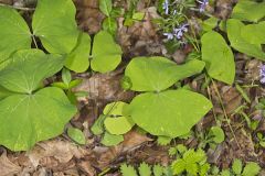 Twinleaf, Jeffersonia diphylla