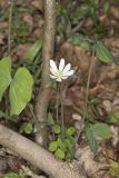 Twinleaf, Jeffersonia diphylla