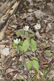 Twinleaf, Jeffersonia diphylla