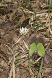 Twinleaf, Jeffersonia diphylla