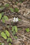 Twinleaf, Jeffersonia diphylla