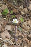 Twinleaf, Jeffersonia diphylla