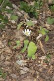Twinleaf, Jeffersonia diphylla