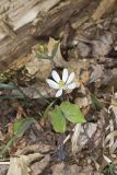 Twinleaf, Jeffersonia diphylla