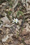 Twinleaf, Jeffersonia diphylla