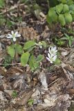 Twinleaf, Jeffersonia diphylla