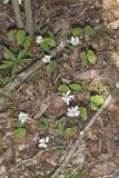 Twinleaf, Jeffersonia diphylla