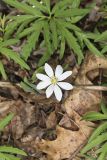 Twinleaf, Jeffersonia diphylla