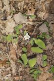 Twinleaf, Jeffersonia diphylla