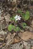 Twinleaf, Jeffersonia diphylla