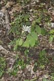 Twinleaf, Jeffersonia diphylla