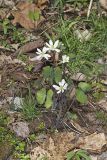 Twinleaf, Jeffersonia diphylla