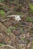 Twinleaf, Jeffersonia diphylla