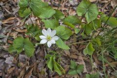 Twinleaf, Jeffersonia diphylla Twinleaf, Jeffersonia diphylla