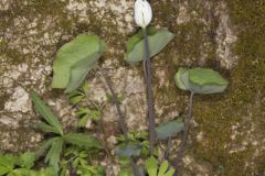 Twinleaf, Jeffersonia diphylla Twinleaf, Jeffersonia diphylla