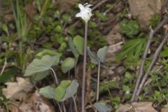 Twinleaf, Jeffersonia diphylla Twinleaf, Jeffersonia diphylla