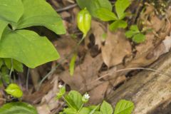 Twinleaf, Jeffersonia diphylla Twinleaf, Jeffersonia diphylla